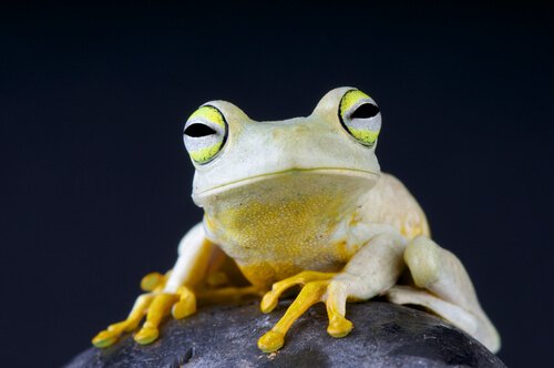 alguns anfíbios da América do Sul: Sapo branco