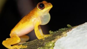 5 anfíbios da América do Sul: conheça-os aqui!