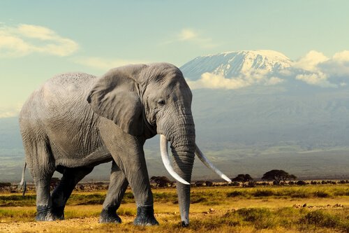 Elefante africano