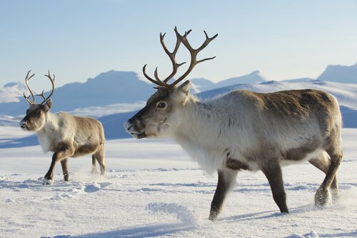 5 Animais Da Tundra Conheca Estas Especies Meus Animais