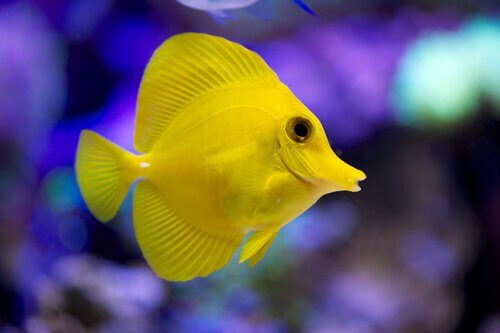 O peixe-cirurgião tem um belo tom de amarelo