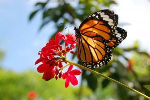 5 animais laranja: conheça estas lindas espécies