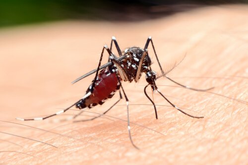 Mosquito transmissor de doenças