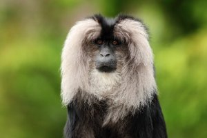 Animais que vivem na Índia: conheça 5 espécies