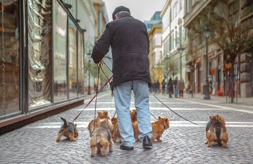 Senhor passeando com vários cachorros Yorkshire