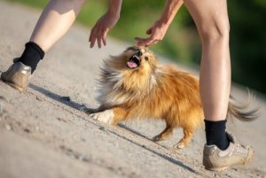 4 dicas para seguir se um cão te atacar