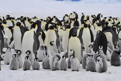 aves que formam colônias: pinguins