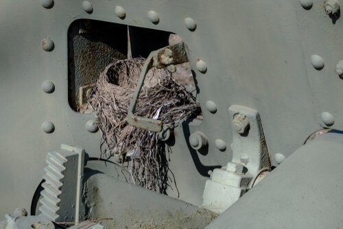 As guerras afetam os animais