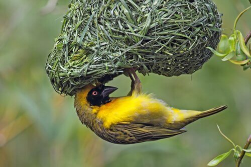 Pássaro tecelão
