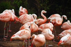 5 aves que formam colônias: conheça-as aqui!