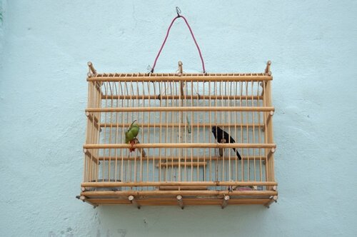 Gaiola com pássaros