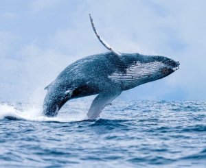 A baleia: habitat, comportamento e características