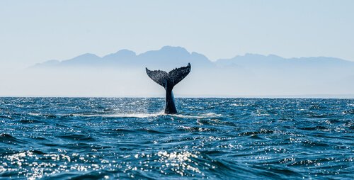 A baleia: habitat, comportamento e características - Meus Animais