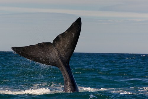 Baleia franca austral