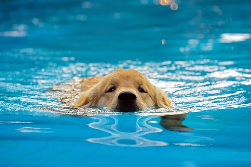 Cachorro nadando na piscina