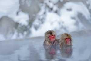Macacos da neve e seus banhos termais