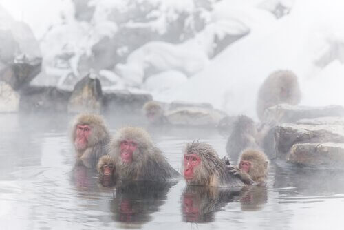 banhos termais dos macacos da neve