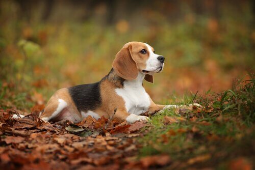 beagles