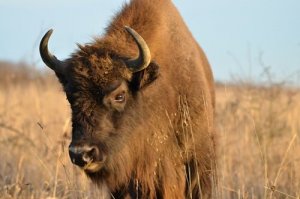 Diferenças entre bisões, gnus e búfalos