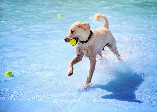 bola na piscina com seu cão