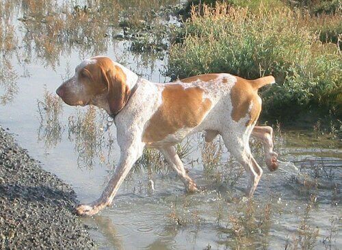 Braco italiano
