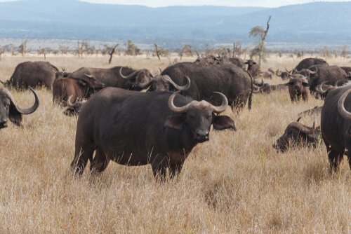 Diferenças em relação a bisões, gnus e búfalos