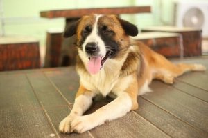 Cães cegos: um treinamento que estimula seus sentidos