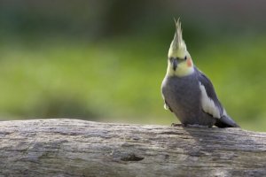 Cacatua: venha conhecer a cor e a beleza desse pássaro