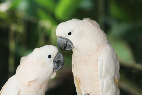 Cacatuas