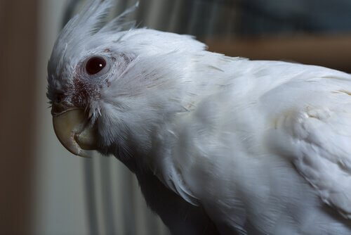 beleza da cacatua