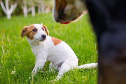 Cachorro assustado