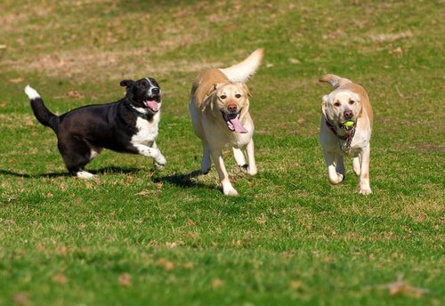 Cachorros correndo no parque