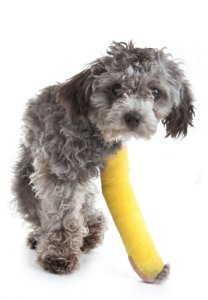 Cães de raças pequenas que mancam