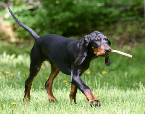 5 raças de cães em perigo de extinção: coonhound preto e marrom
