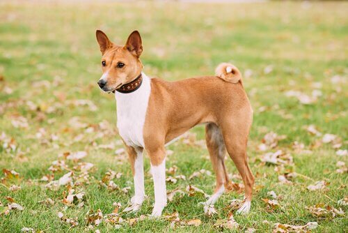 cães que não causam alergia: Basenji