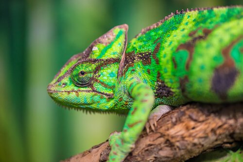 Como é a camuflagem do camaleão?
