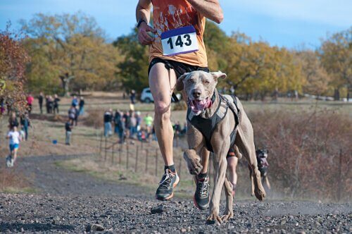 aprenda sobre o canicross