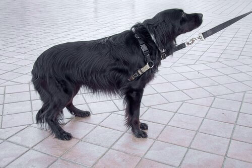 cachorro se comunica através da cauda