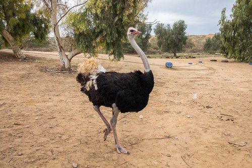 Diferenças entre o avestruz, a ema e a rhea