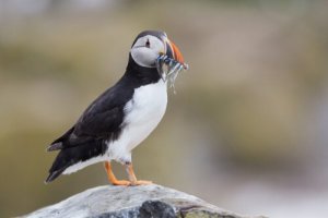 7 características do fradinho: um pássaro simbólico