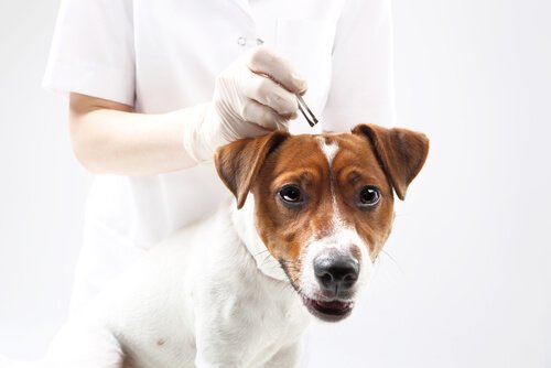 Eliminar carrapatos em cães com remédios naturais
