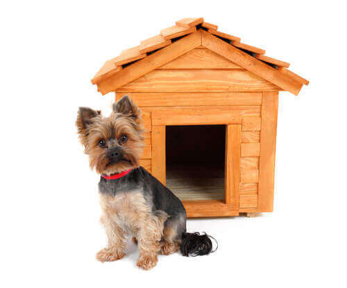 Casa de madeira para cachorro