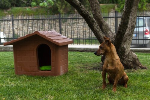 casinha de cachorro