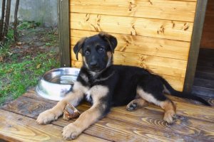 4 características que a casinha do seu cão deve ter