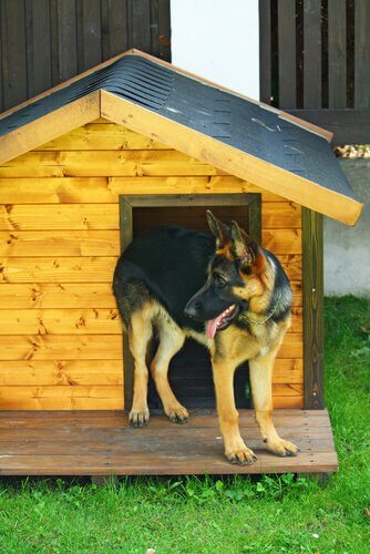 casinha para cães