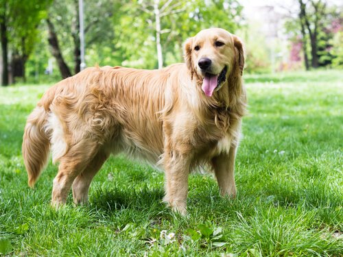 saiba como seu cachorro se comunica através da cauda