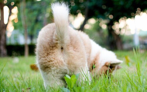 cachorro se comunica através da cauda