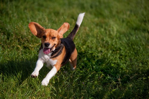 Cachorro correndo feliz