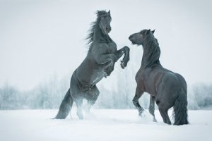 Encontraram um cavalo pré-histórico congelado