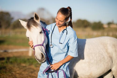 Veterinária com cavalo